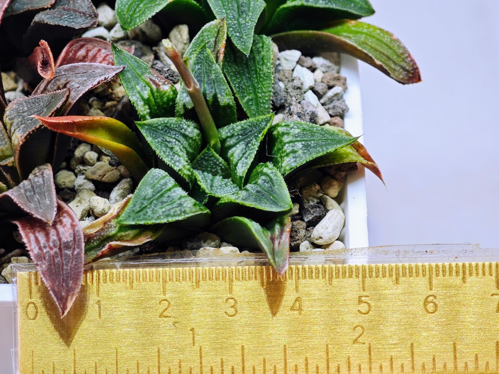 Haworthia Seedling MS 049 Parthenon B x Picta Maughanii - 2