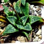 Haworthia Seedling MS 049 Parthenon B x Picta Maughanii - 4