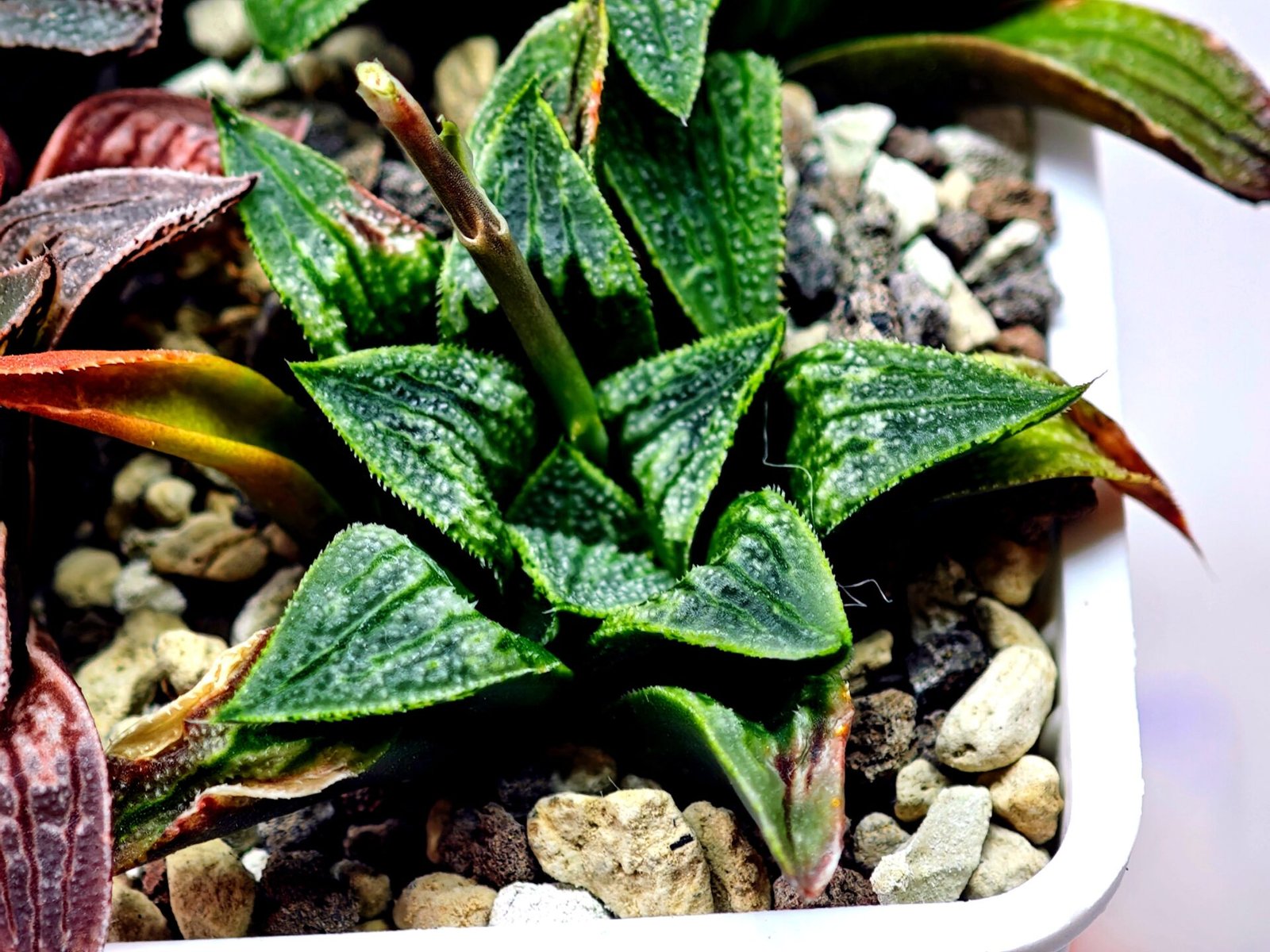 Haworthia Seedling MS 049 Parthenon B x Picta Maughanii - 4