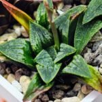 Haworthia Seedling MS 049 Parthenon B x Picta Maughanii - 6