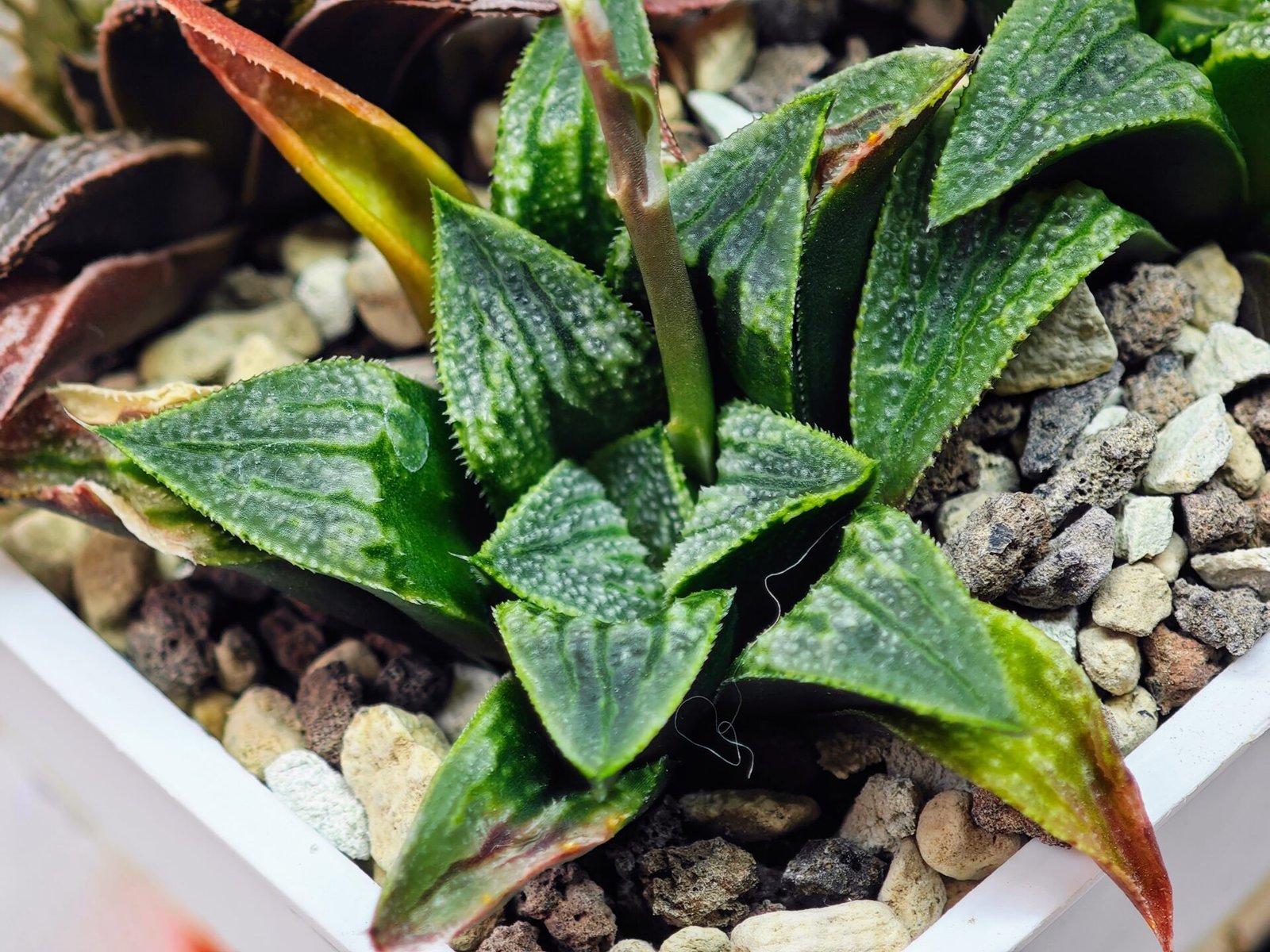 Haworthia Seedling MS 049 Parthenon B x Picta Maughanii - 6