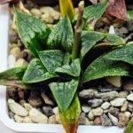 Haworthia Seedling MS 049 Parthenon B x Picta Maughanii - 8