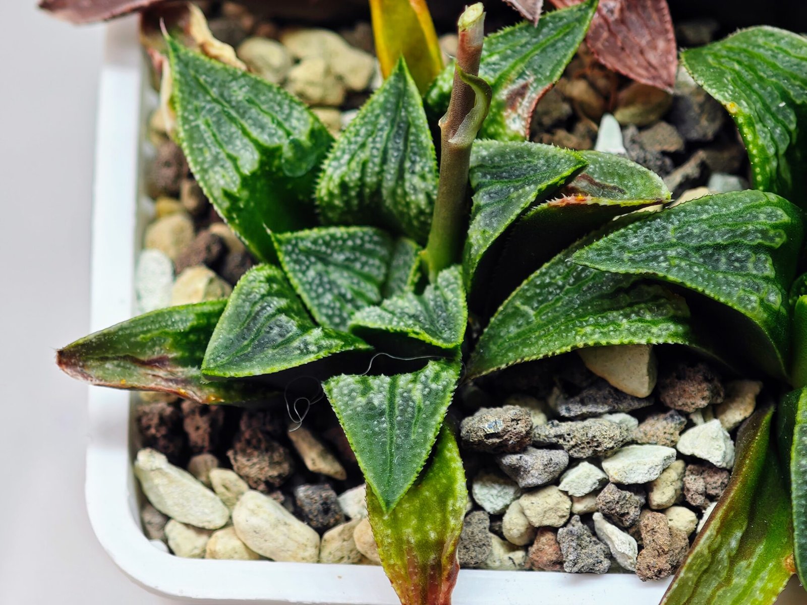 Haworthia Seedling MS 049 Parthenon B x Picta Maughanii - 8