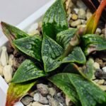 Haworthia Seedling MS 049 Parthenon B x Picta Maughanii - 10