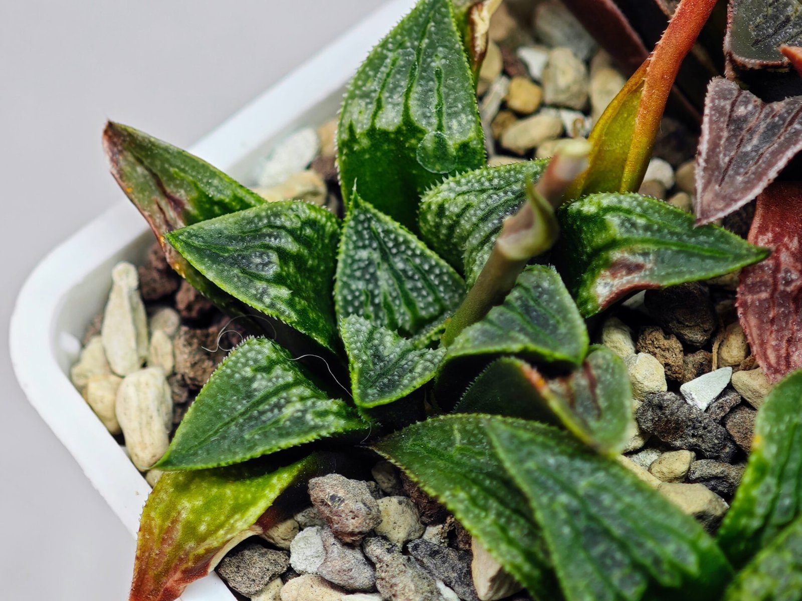 Haworthia Seedling MS 049 Parthenon B x Picta Maughanii - 10