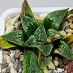 Haworthia Seedling MS 049 Parthenon B x Picta Maughanii - 12