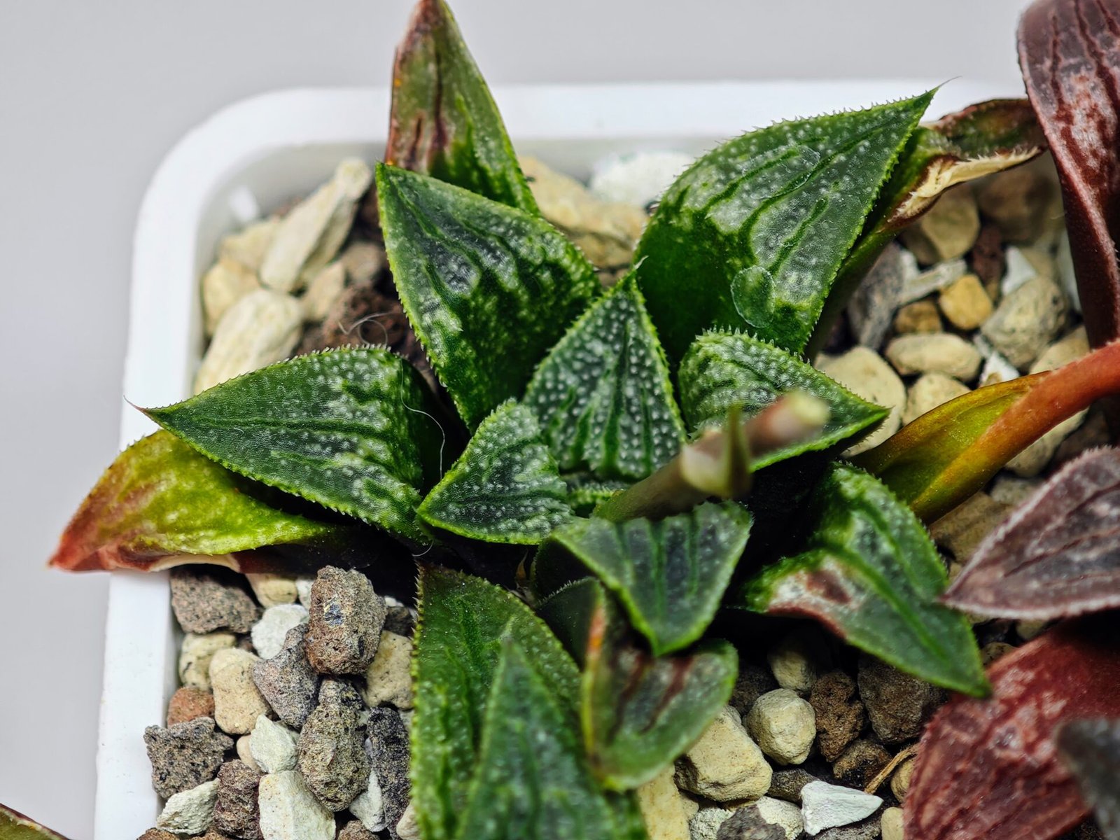Haworthia Seedling MS 049 Parthenon B x Picta Maughanii - 12