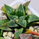 Haworthia Seedling MS 049 Parthenon B x Picta Maughanii - 14