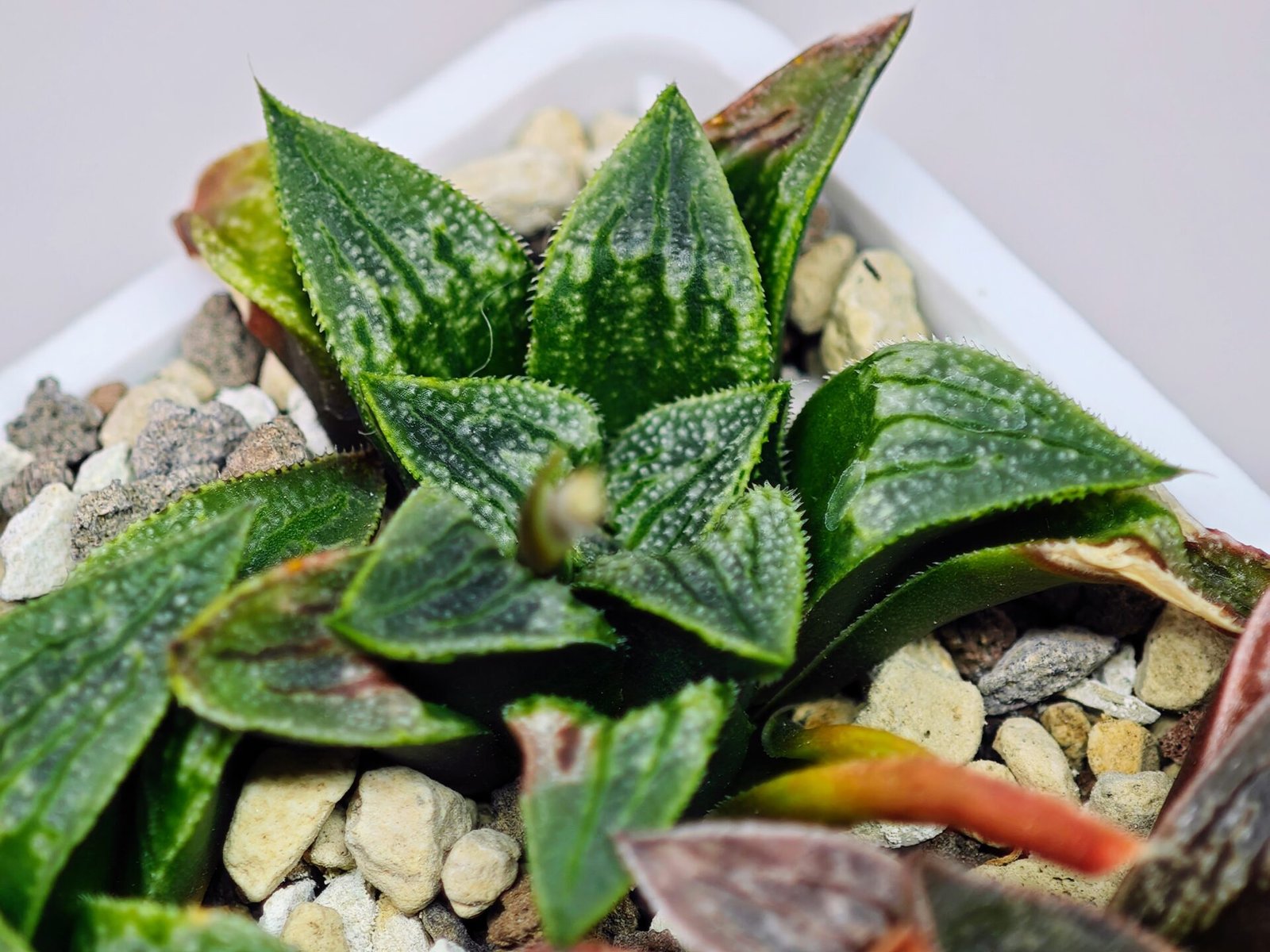 Haworthia Seedling MS 049 Parthenon B x Picta Maughanii - 14