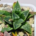Haworthia Seedling MS 049 Parthenon B x Picta Maughanii - 16