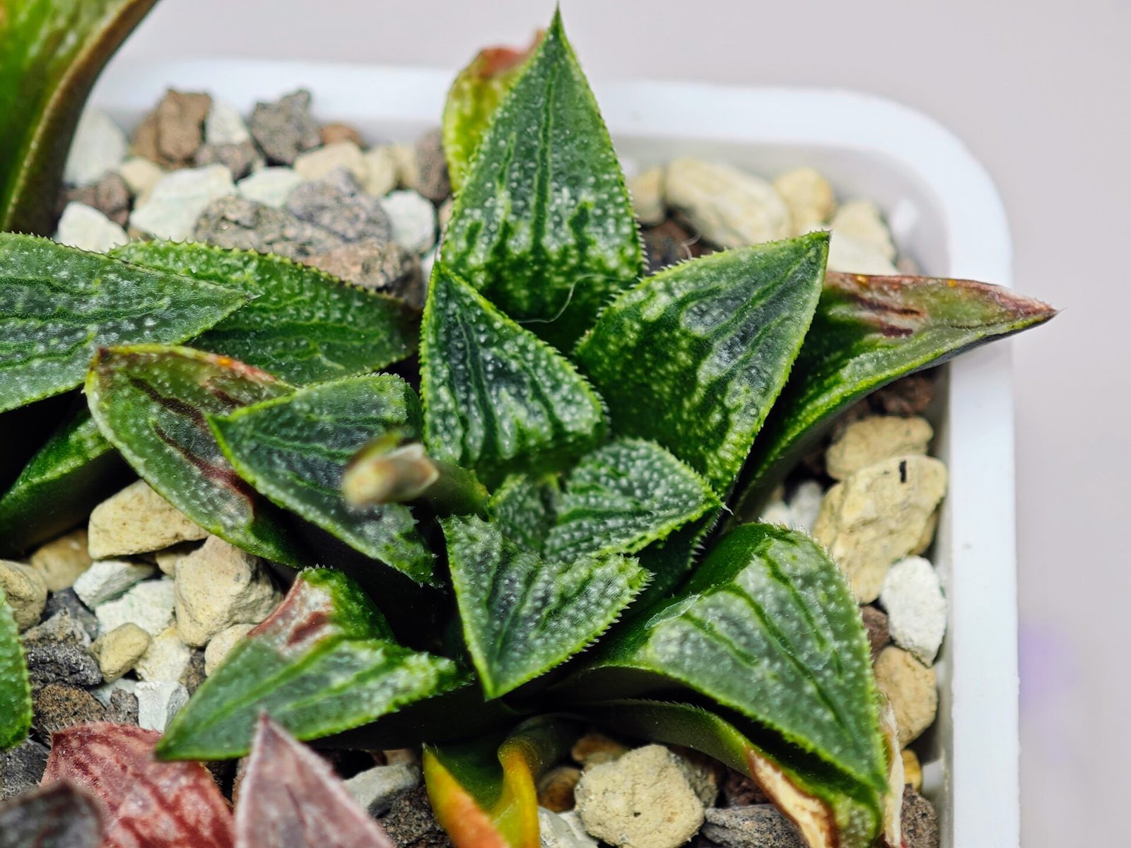 Haworthia Seedling MS 049 Parthenon B x Picta Maughanii - 16