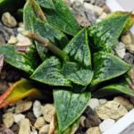 Haworthia Seedling MS 049 Parthenon B x Picta Maughanii - 17