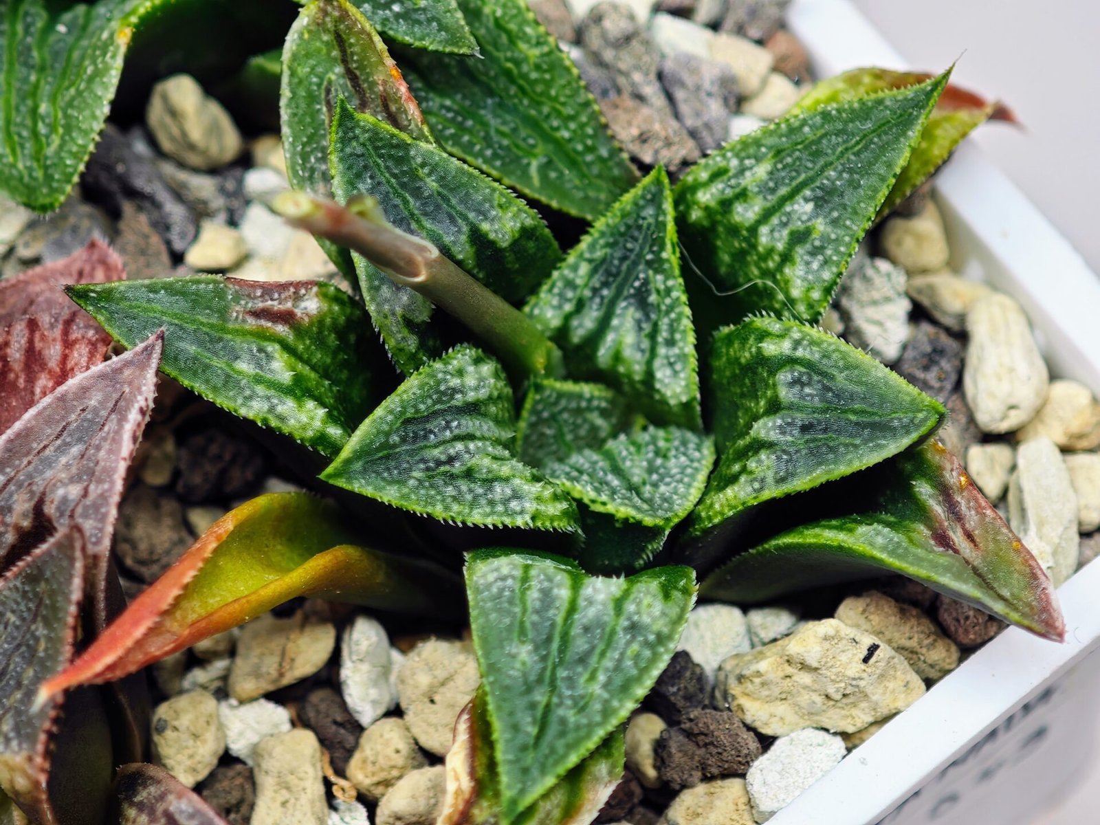 Haworthia Seedling MS 049 Parthenon B x Picta Maughanii - 17
