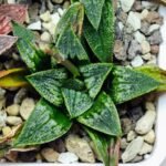 Haworthia Seedling MS 049 Parthenon B x Picta Maughanii - 18