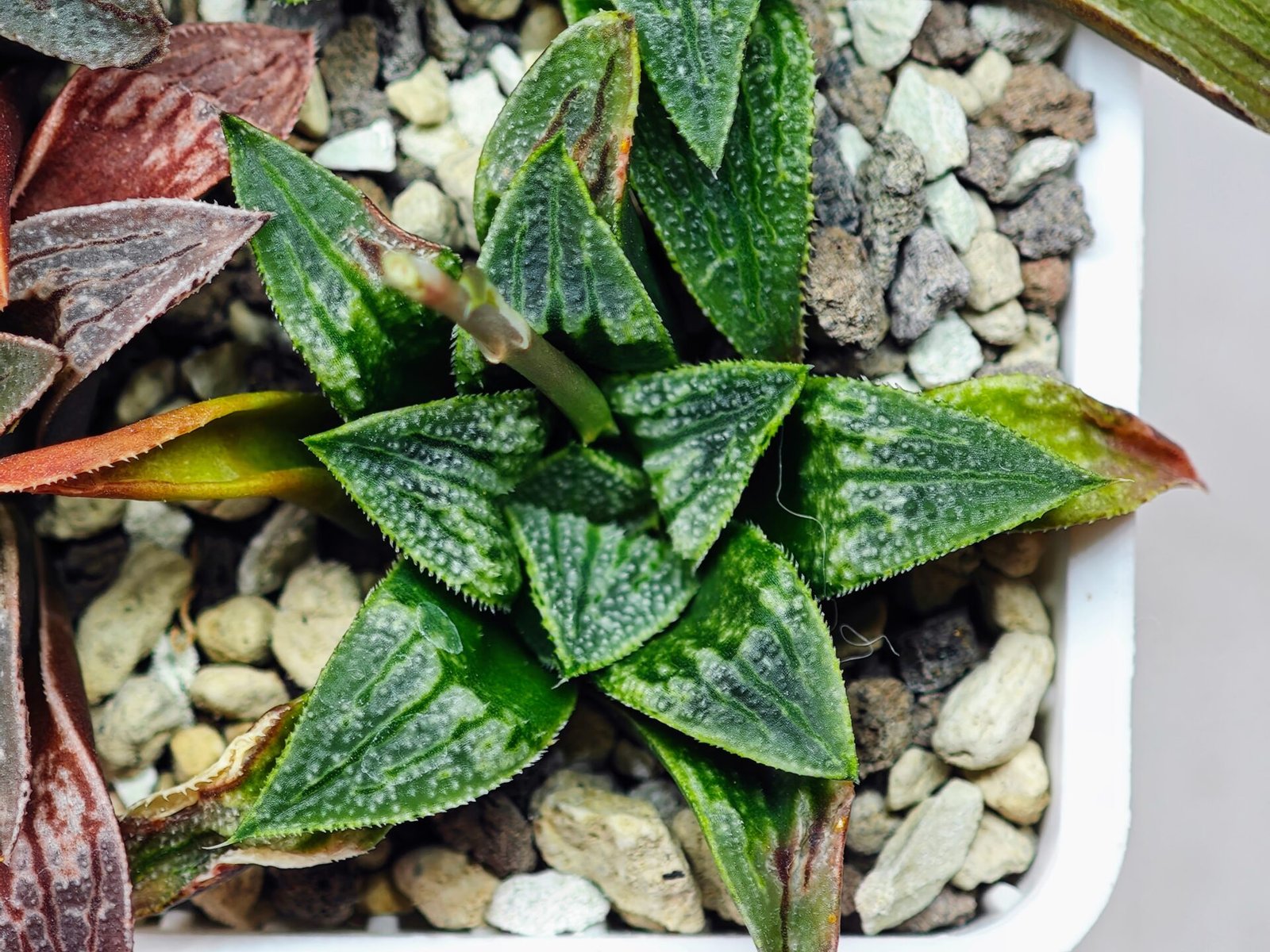 Haworthia Seedling MS 049 Parthenon B x Picta Maughanii - 18