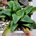 Haworthia Seedling Parthenon B x Picta Maug MS050 - 3