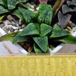 Haworthia Seedling Parthenon B x Picta Maug MS050 - 5