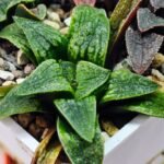 Haworthia Seedling Parthenon B x Picta Maug MS050 - 7