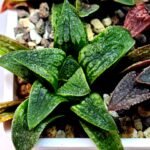 Haworthia Seedling Parthenon B x Picta Maug MS050 - 9