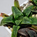 Haworthia Seedling Parthenon B x Picta Maug MS050 - 11