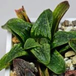 Haworthia Seedling Parthenon B x Picta Maug MS050 - 13