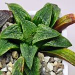 Haworthia Seedling Parthenon B x Picta Maug MS050 - 14