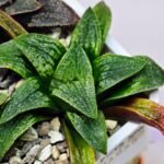 Haworthia Seedling Parthenon B x Picta Maug MS050 - 15