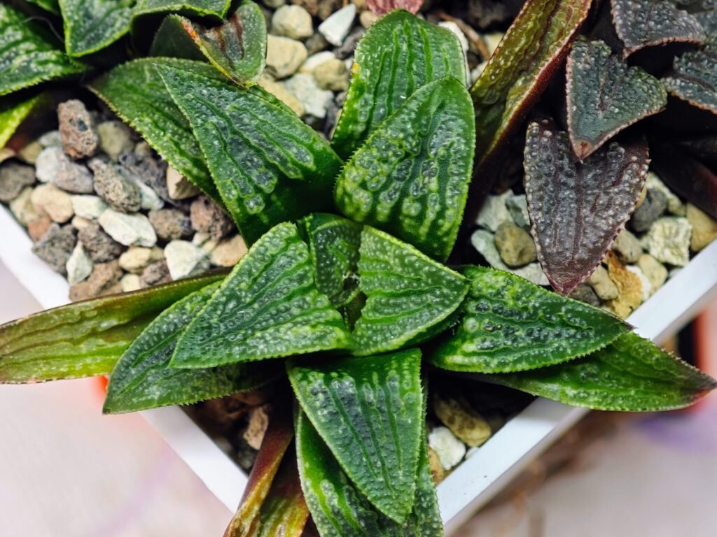 Haworthia Seedling Parthenon B x Picta Maug MS050 - 16