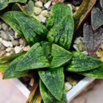 Haworthia Seedling Parthenon B x Picta Maug MS050 - 16