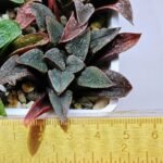 Haworthia Seedling MS 051 Parthenon B x Picta Maughanii - 5