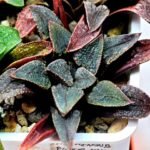 Haworthia Seedling MS 051 Parthenon B x Picta Maughanii - 6