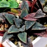 Haworthia Seedling MS 051 Parthenon B x Picta Maughanii - 7