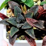 Haworthia Seedling MS 051 Parthenon B x Picta Maughanii - 8