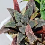Haworthia Seedling MS 051 Parthenon B x Picta Maughanii - 9