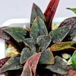 Haworthia Seedling MS 051 Parthenon B x Picta Maughanii - 10