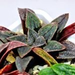 Haworthia Seedling MS 051 Parthenon B x Picta Maughanii - 11