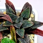 Haworthia Seedling MS 051 Parthenon B x Picta Maughanii - 12