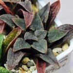Haworthia Seedling MS 051 Parthenon B x Picta Maughanii - 13
