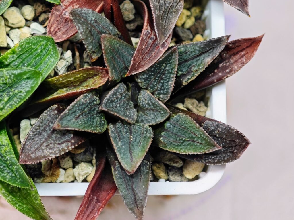 Haworthia Seedling MS 051 Parthenon B x Picta Maughanii - 14
