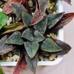 Haworthia Seedling MS 051 Parthenon B x Picta Maughanii - 14