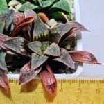 Haworthia Seedling Parthenon B x Picta Maug MS052 - 17