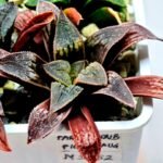 Haworthia Seedling Parthenon B x Picta Maug MS052 - 8