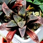 Haworthia Seedling Parthenon B x Picta Maug MS052 - 9