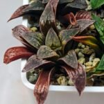 Haworthia Seedling Parthenon B x Picta Maug MS052 - 10
