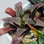 Haworthia Seedling Parthenon B x Picta Maug MS052 - 11