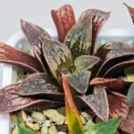 Haworthia Seedling Parthenon B x Picta Maug MS052 - 12