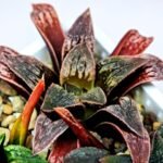 Haworthia Seedling Parthenon B x Picta Maug MS052 - 13