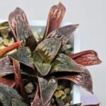 Haworthia Seedling Parthenon B x Picta Maug MS052 - 14