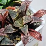 Haworthia Seedling Parthenon B x Picta Maug MS052 - 15