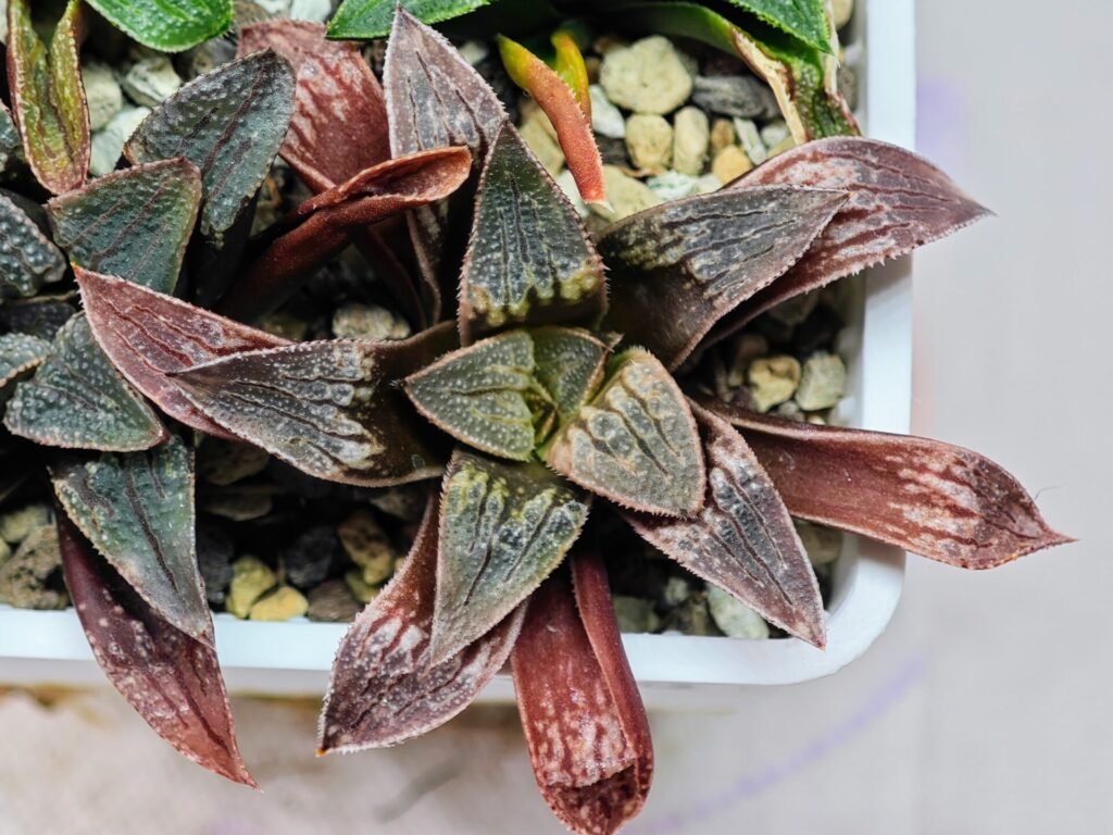 Haworthia Seedling Parthenon B x Picta Maug MS052 - 16